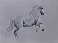 aquarelle pure-race-espagnole